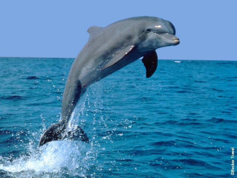 Дельфин - друг человека