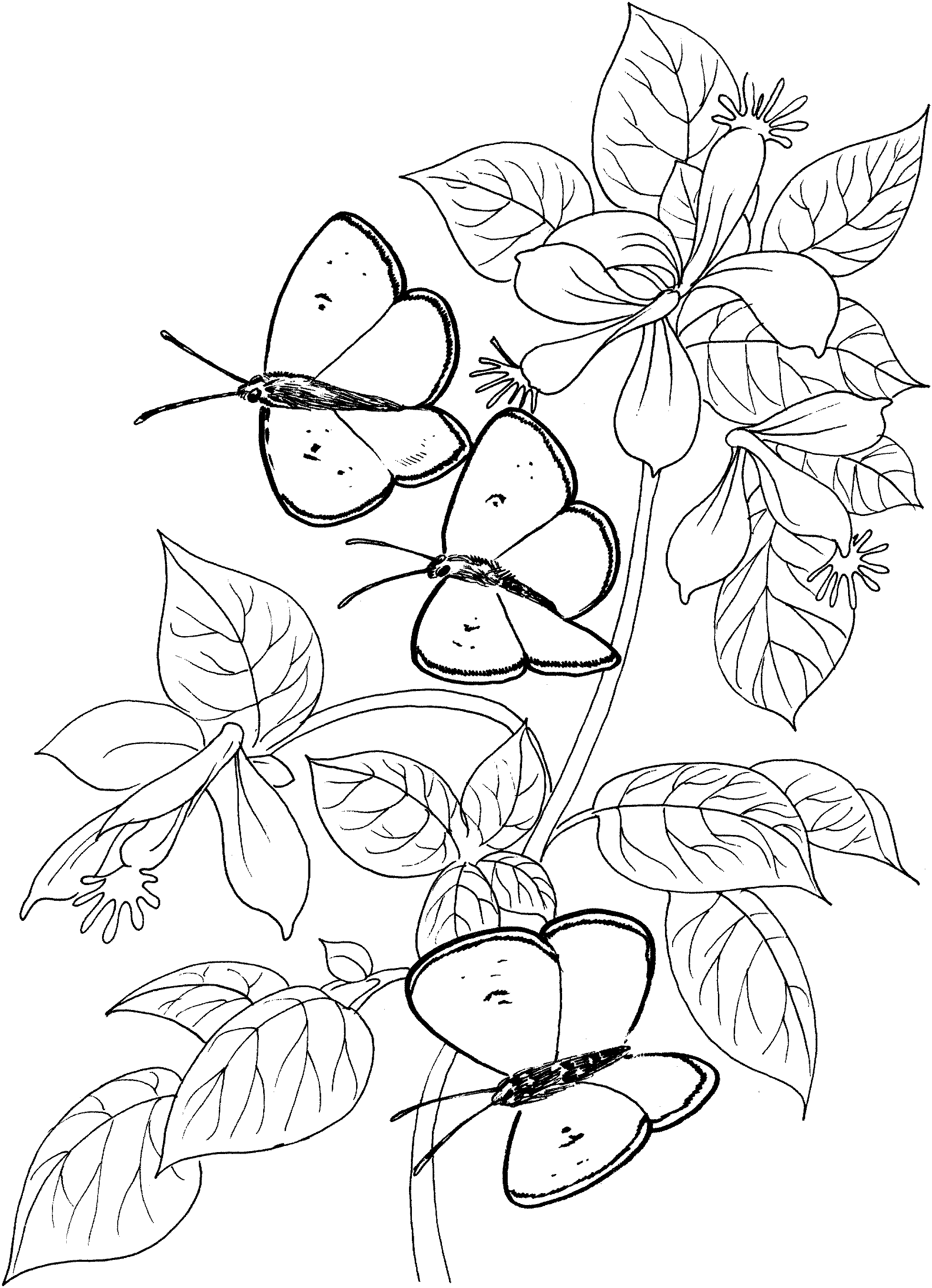 Раскраска для витражных красок бабочки и цветы