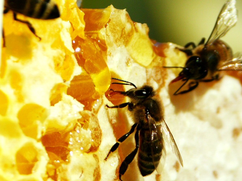 Пчелиные уроки: о трудолюбии и любви к родителям