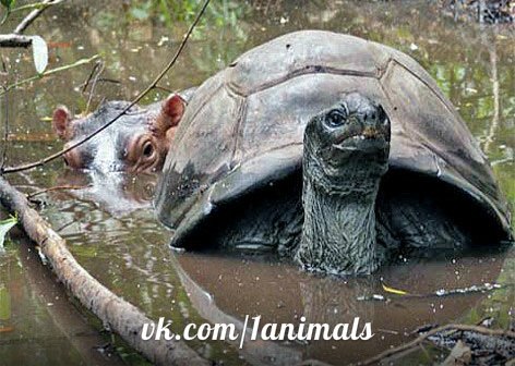 Черепаха и гиппопотам
