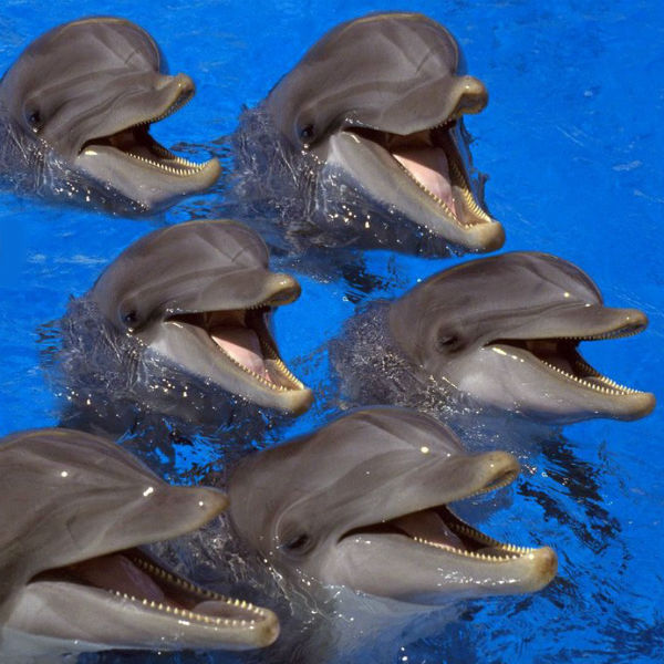 Улыбчивые дельфины