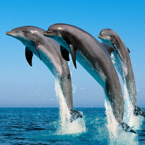 О том, как дельфины умеют благодарить