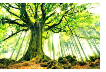 Наши жизни напоминают деревья...