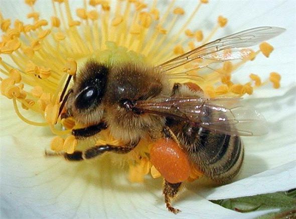 Трудолюбивая пчелка