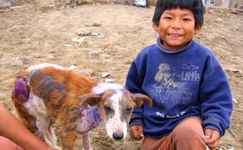 Как глухонемой мальчик помогает бездомным собакам
