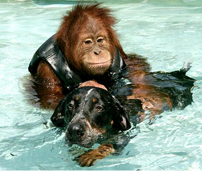 Дружба орангутана и собаки