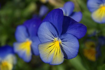 Viola tricolor (Фиалка трехцветная)