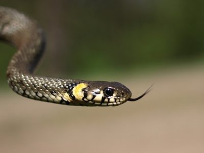 Змея за пазухой