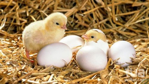 Легко ли цыпленку выбраться из яйца