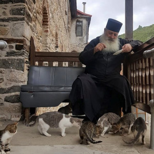 Коты и монахи
