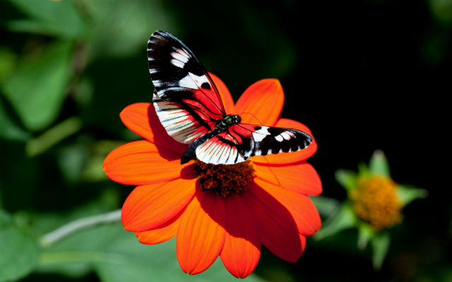 Цветок и Бабочка
