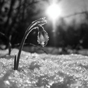 Тихая радость прорастания