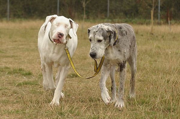 Слепая собака Лили и её друг Мэддисон