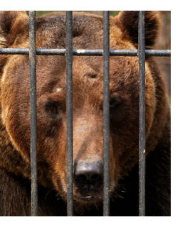 Медведь в тесной клетке