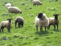 Об овцах