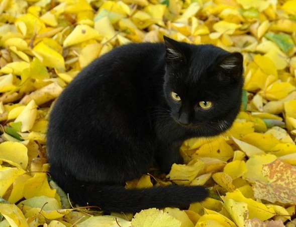 Чёрный кот.  Ирина Горбачева