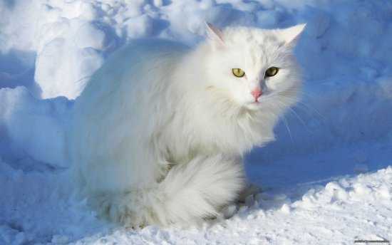 Белый кот.  Елена Мизюн