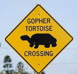 Осторожно: черепашки переходят дорогу!