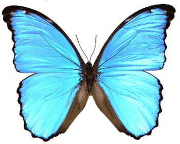 Голубая бабочка Морфо